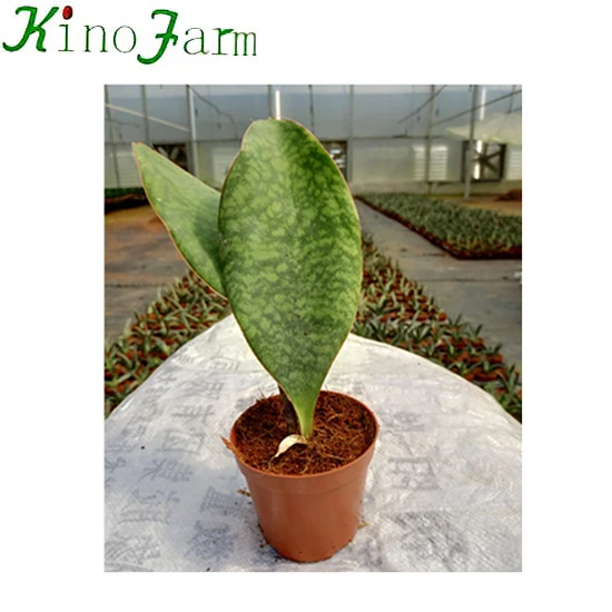 Новый ассортимент Sansevieria