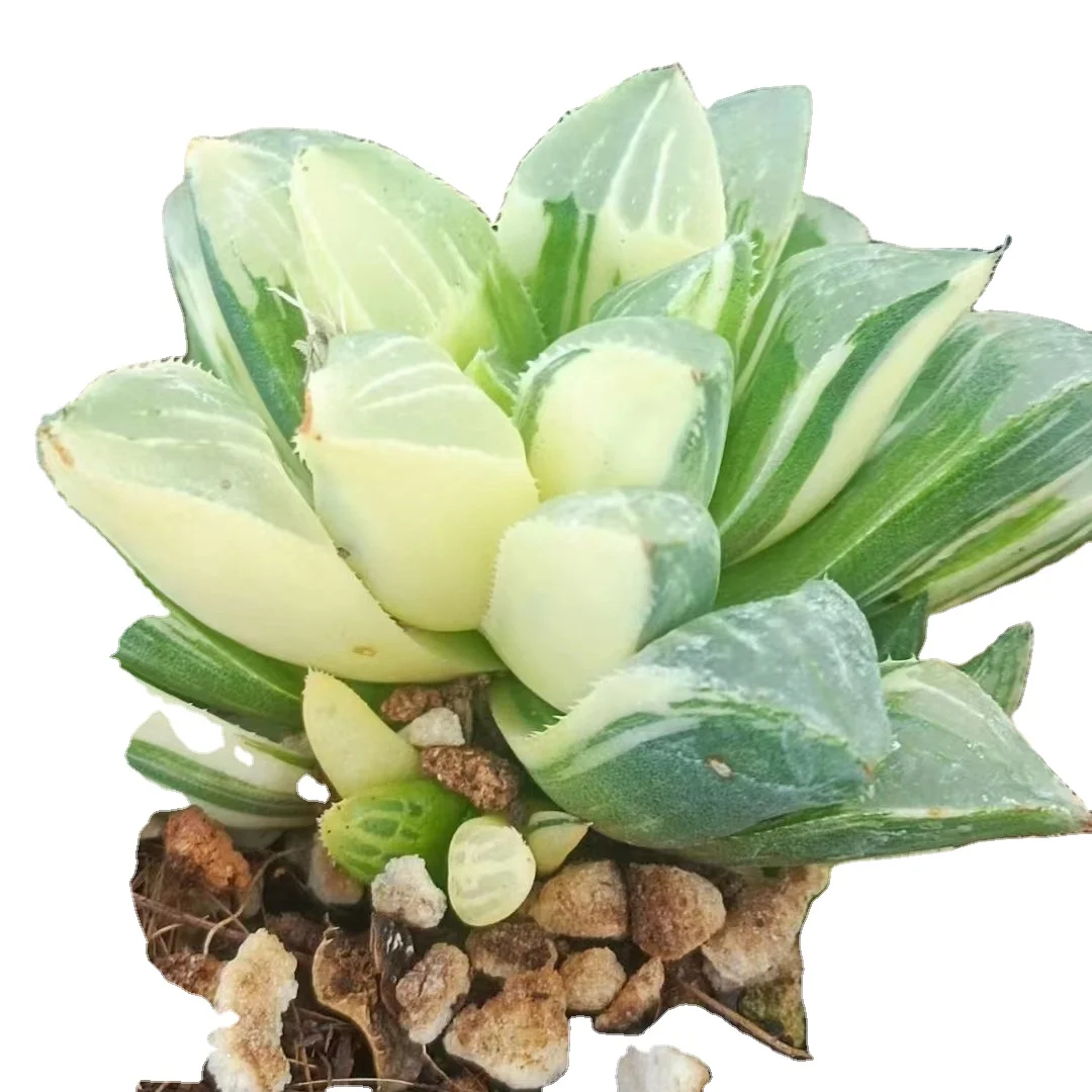 wholesale succulent for gardening