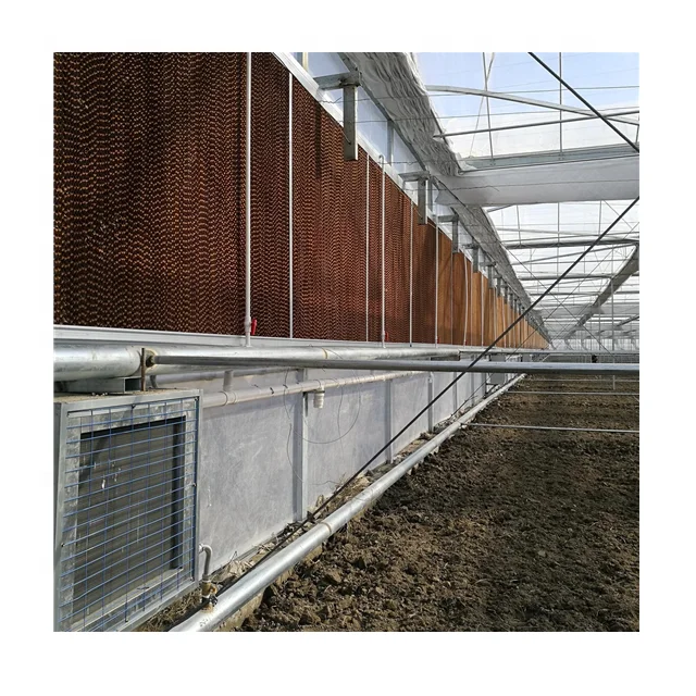 Chinese Greenhouse with Greenhouse Cooling System and Dutch Bucket