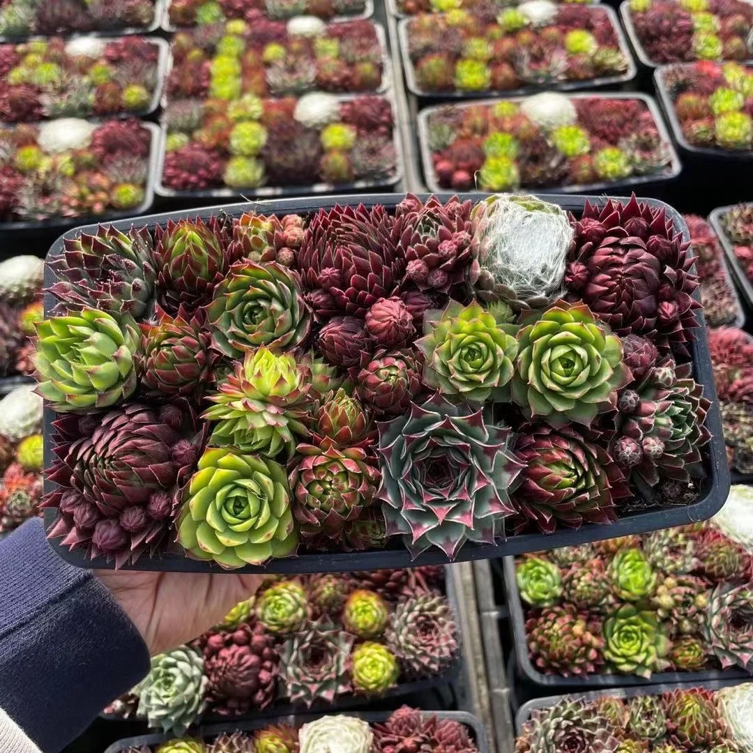 Succulent pot for wholesale succulent plants living stones Sempervivum