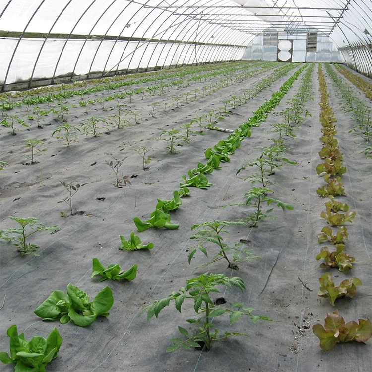 Vegetables planting single span tunnel greenhouse parts customized greenhouse film agriculture