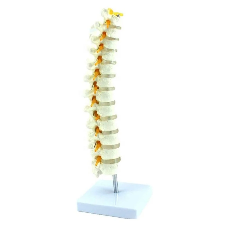 Human Thoracic Vertebra Model Medical 1:1 Spine Lumbar Vertebrae Orthopedics Torso Skeleton Bone Model Science Classroo