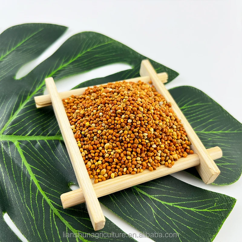 Factory supply  high purity  small red millet red millet seed