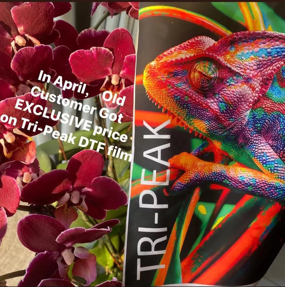 31.5inch   63inch  heat transfer PET DTF  film for UNITED PRINTING EXPO LAS VEGAS DTF  printing MIMA KI printer