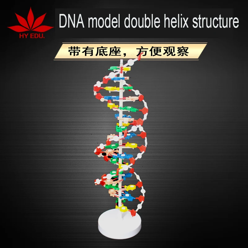 Best selling Component of DNA double helix model