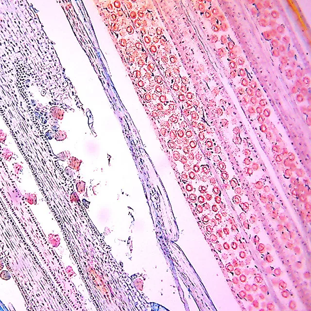 BestScope BUC3D-500C 5.1MP High Resolution C-mount USB3.0 CMOS Digital Microscope Camera