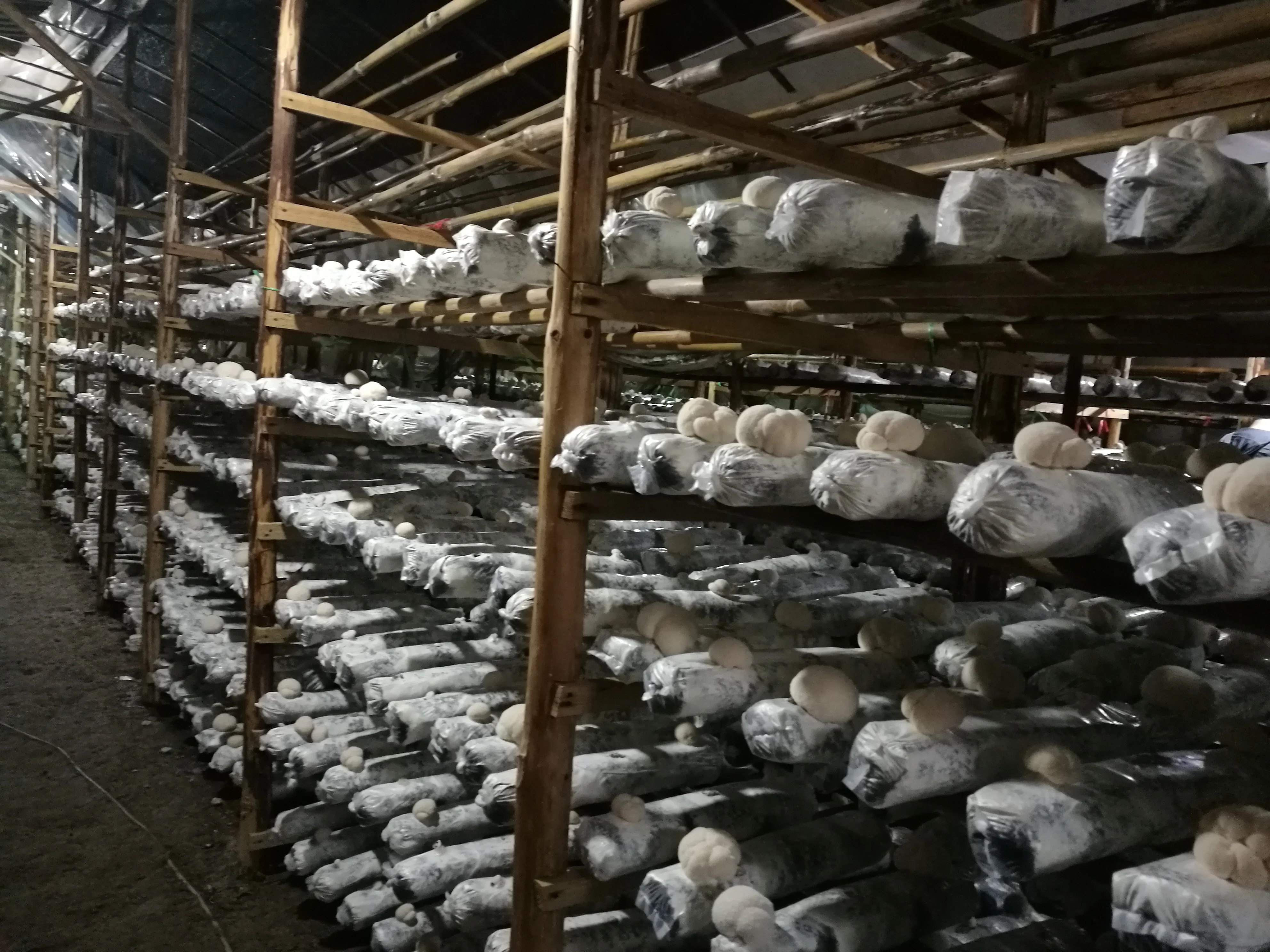 Органический натуральный экстракт Львиной гривы