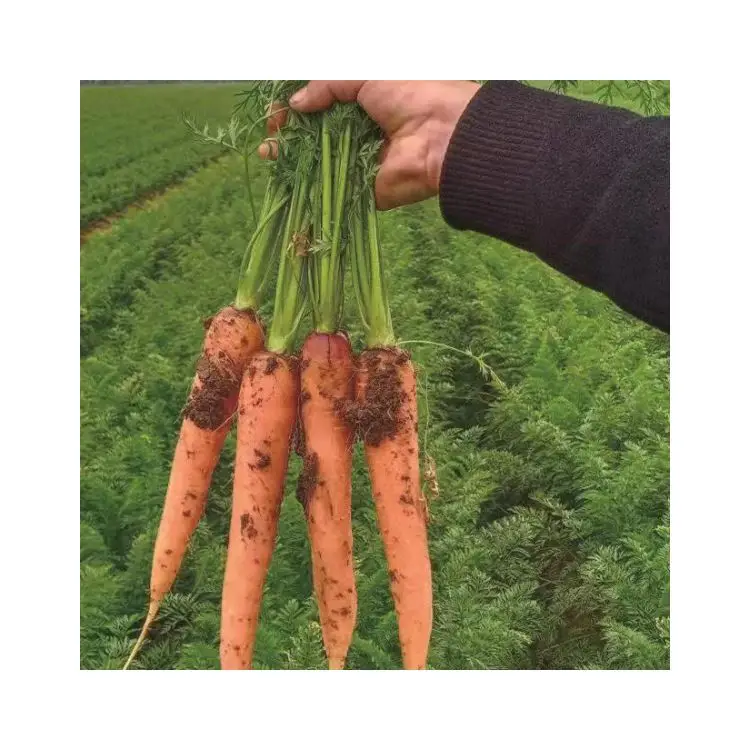 Hot Sale High Quality Easter Carrot Planter Fresh Carrots