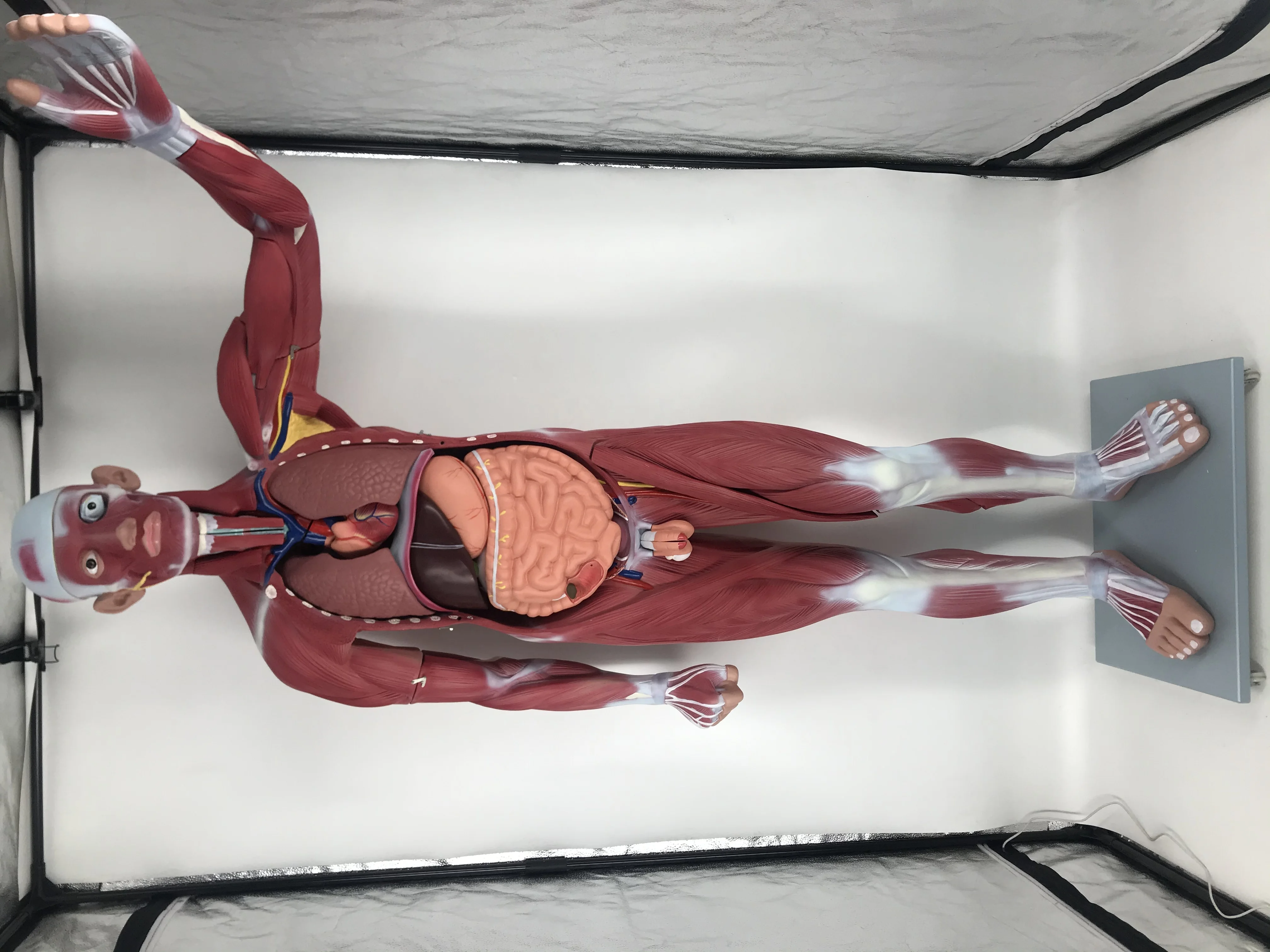 Teaching Model Anatomical Human Body 180cm  Muscle Dissection Anatomy Model With Internal Organs