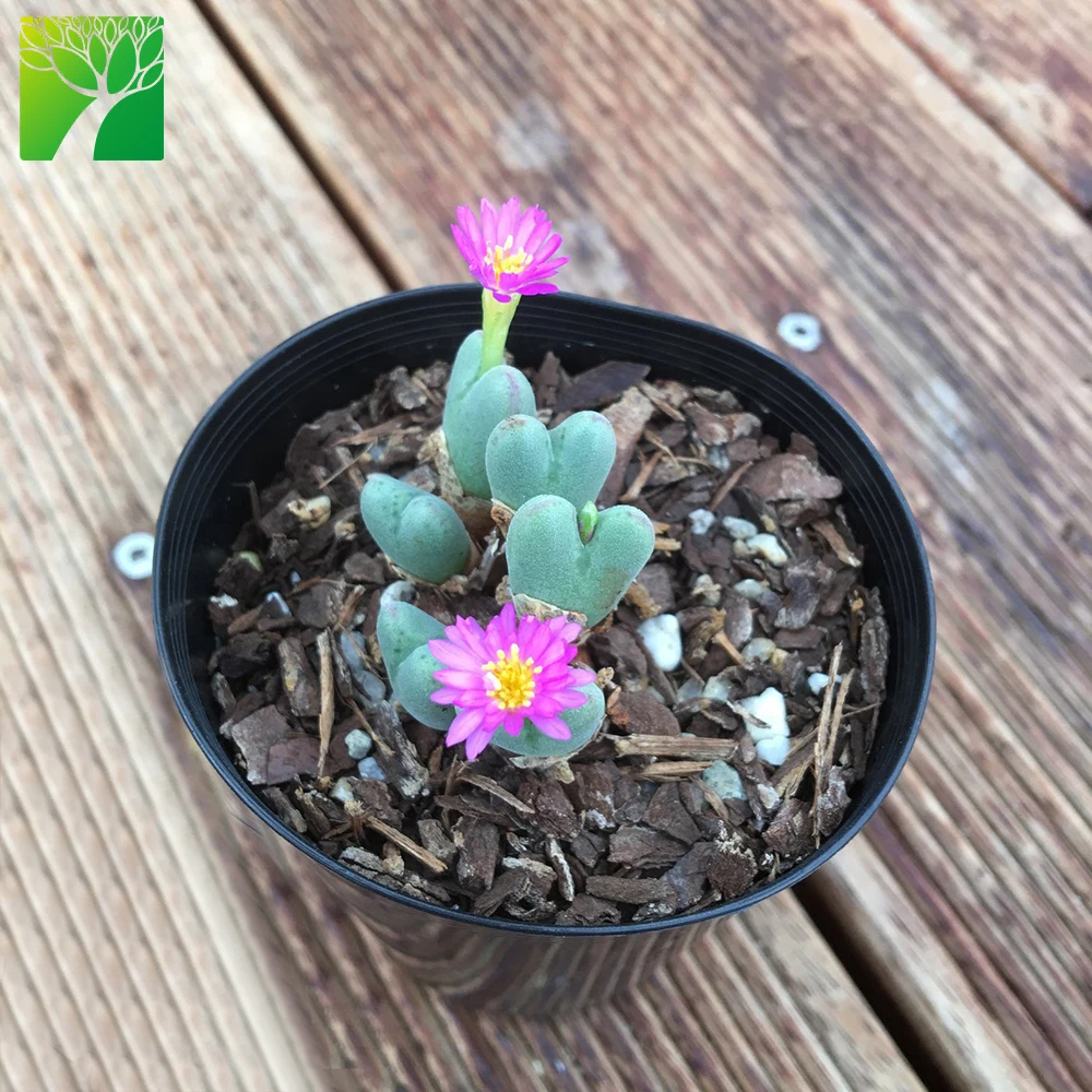 Оптовая продажа средние суккулентные растения живые камни Conophytum gracilistylum фиолетовый цветок для растений