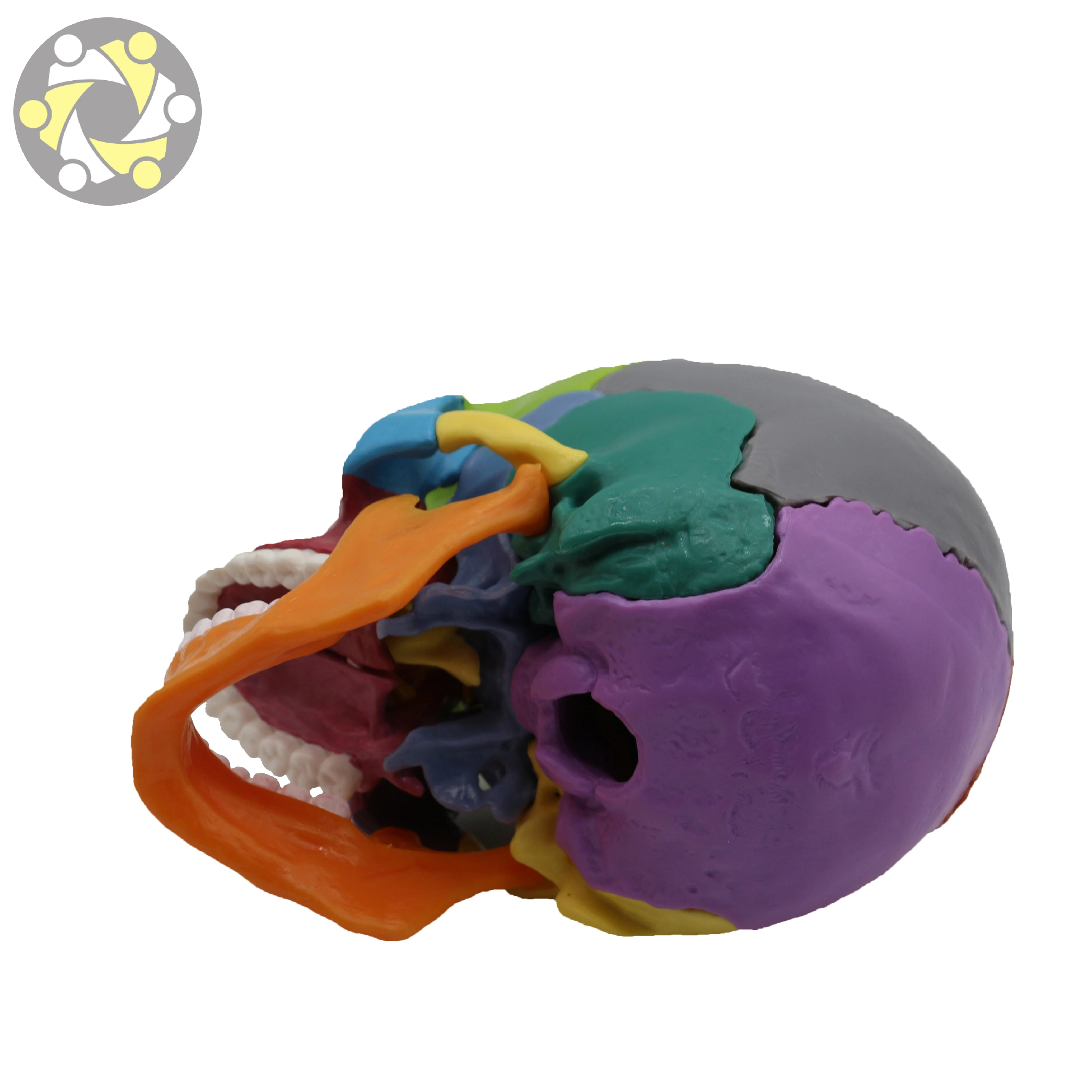 Medical Science Colored Anatomical Detachable 15 Parts Plastic Human Skull Model for Sale