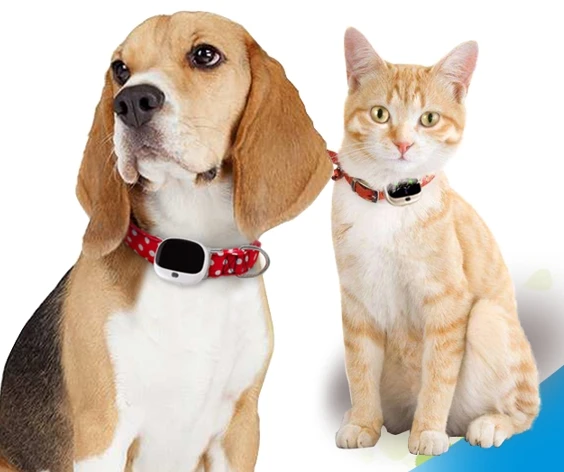 App-Supported Interactive Toy & AI Camera on Wireless Pet Collar with LCD Screen