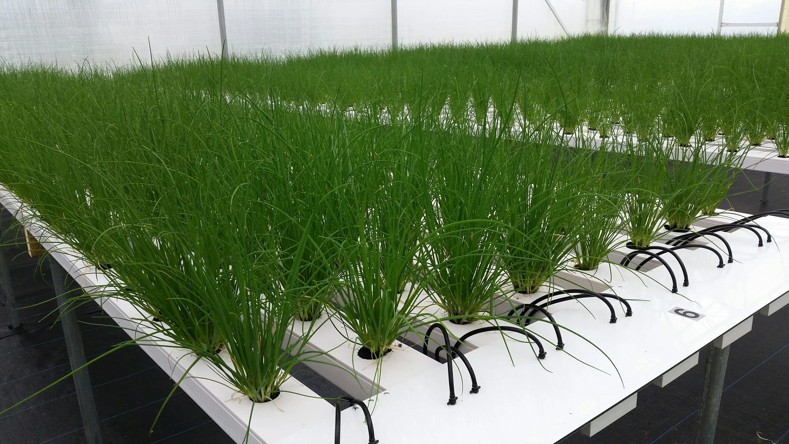 NFT Channel For Sale Top Commercial Hydroponics System With Removable Cover