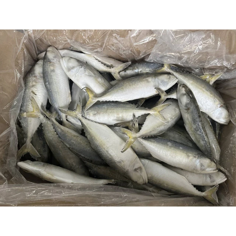 Good quality fresh sea fish indian mackerel frozen indian mackerel fish