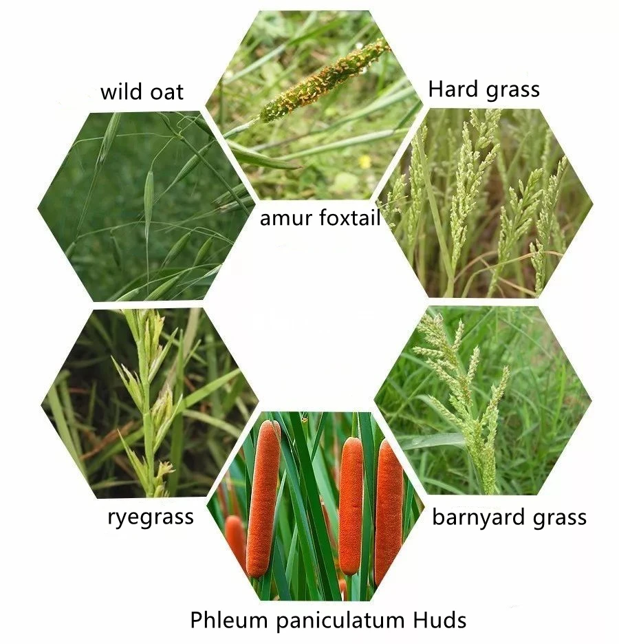 weed killer herbicide Haloxyfop-R-Methyl 10.8% EC, 108g/l  EC, Haloxyfop-R-Methyl 108g/l EC