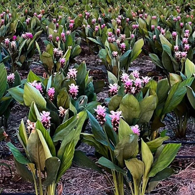 Beautiful Tropicals Plant Curcuma Flower or Thai Tulip Rhizomes from Thailand (Doitung 602)