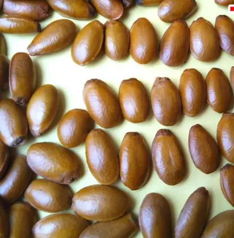 
Pure high germination Annona muricata Linn Graviola Seeds 