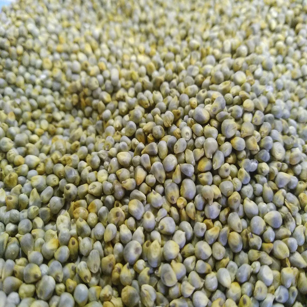 Green Millet Grains for Making High Energy Food and Animal Feed