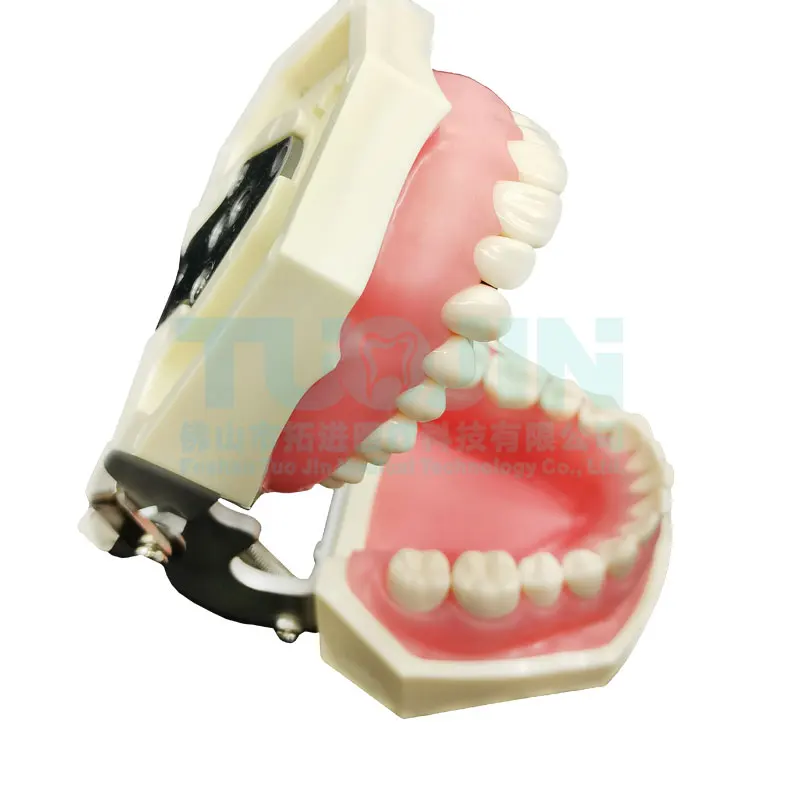 Dental Teeth Model For Dental Technician Practice Training Studyting Dentistry Typodont Models With Removable Tooth 28pcs Model