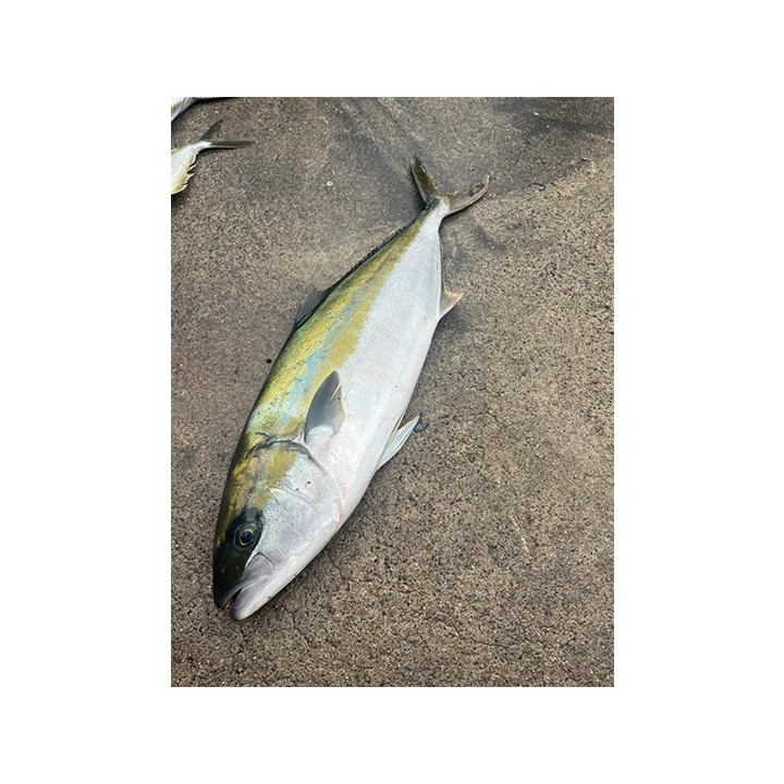 Froze Japan importer aquaculture manufacture seafood snack food