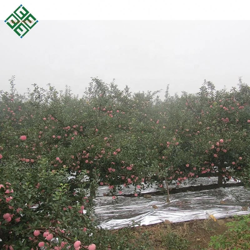 Импортеры свежих фруктов, свежие яблоки, свежие яблоки, яблоки fuji, область yantai