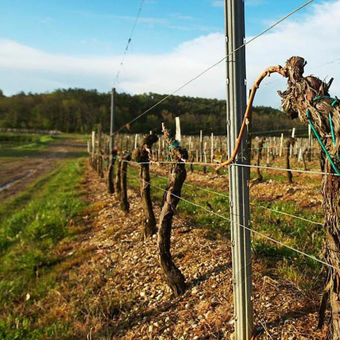 
Metal Grape Trellis Line Post for Vineyard and Orchard 