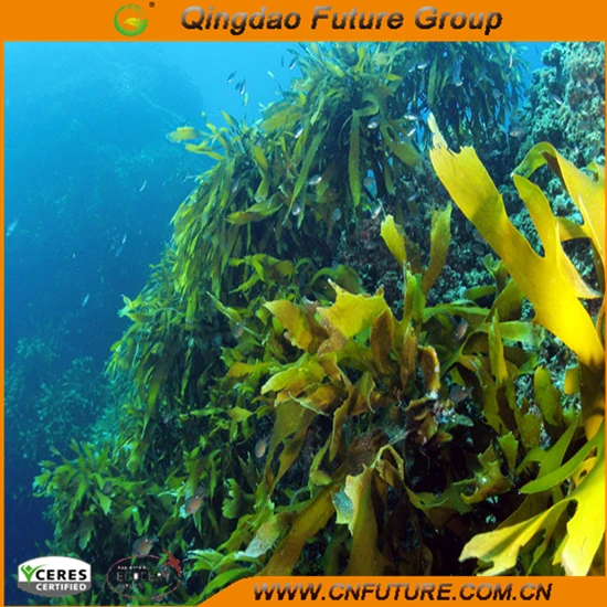 
Agro product 100% water soluble algae fertilizer seaweed extract fertilizer 