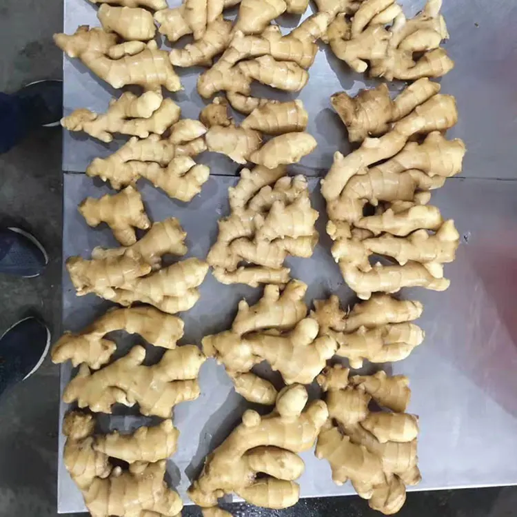 Good fat yellow Ginger fresh fat ginger new crop Chinese Fresh Ginger for sale from factory