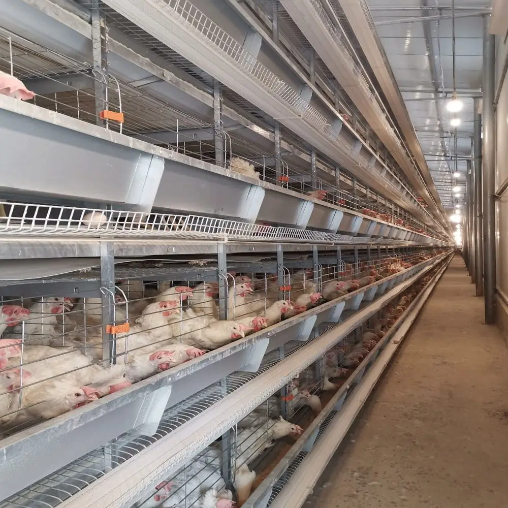 Poultry Farm Equipment Layer Cage Automatic H Type Battery Chicken Cages Egg Layer Cages