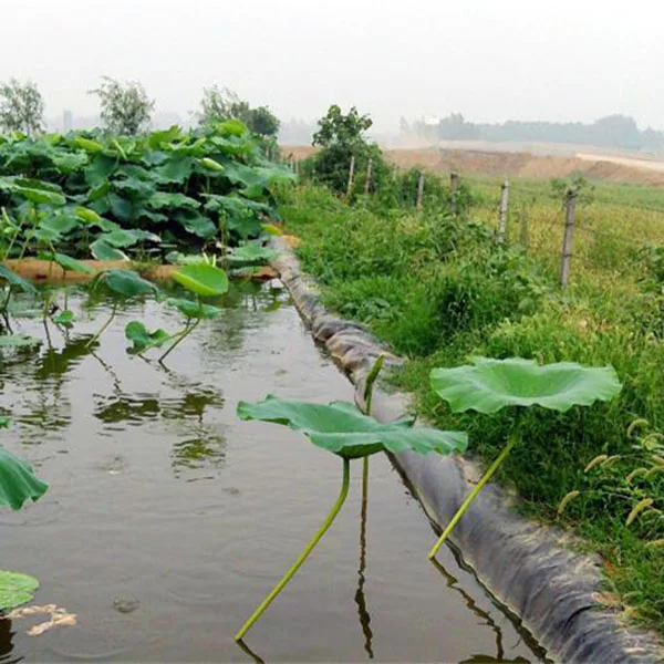 Plastic Waterproof Polyethylene Geomembrane Aquaculture Fish Farm Pond Liners 0.5mm 0.75mm Geomembrane Hdpe Greenhouse film