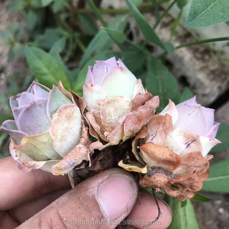 Wholesale of succulent plants Indoor ornamental plants   Greenovia