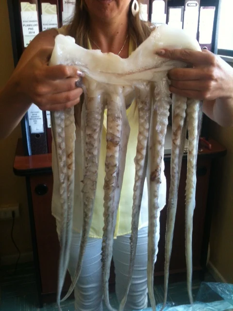 Peru Origin Factory price Export Thailand Frozen Giant Squid Tentacles