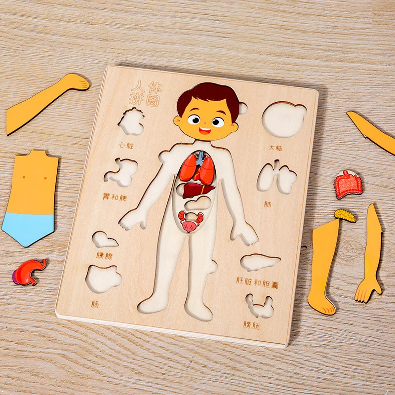 Wooden educational body organ structure puzzle montessori learning science puzzles body organ toys for girls and boys