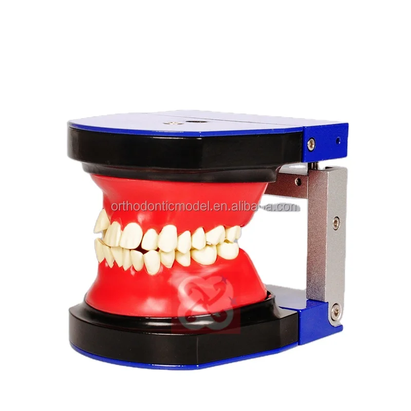 Ортодонтическая тренировочная модель зубов восковой резинки с зубцами из нержавеющей