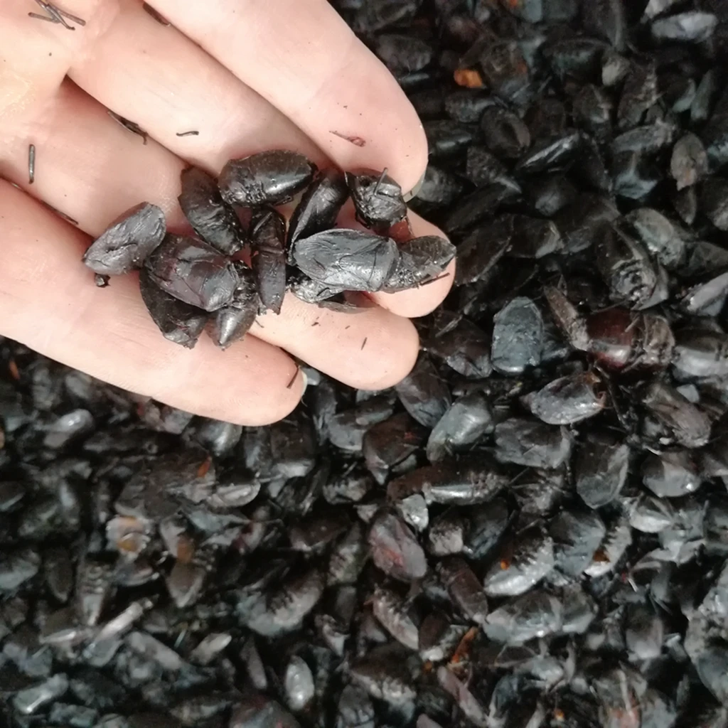 Jiu xiang chong natural aspongopus insect herbal medicine dried Coridius chinensis whole body for sale