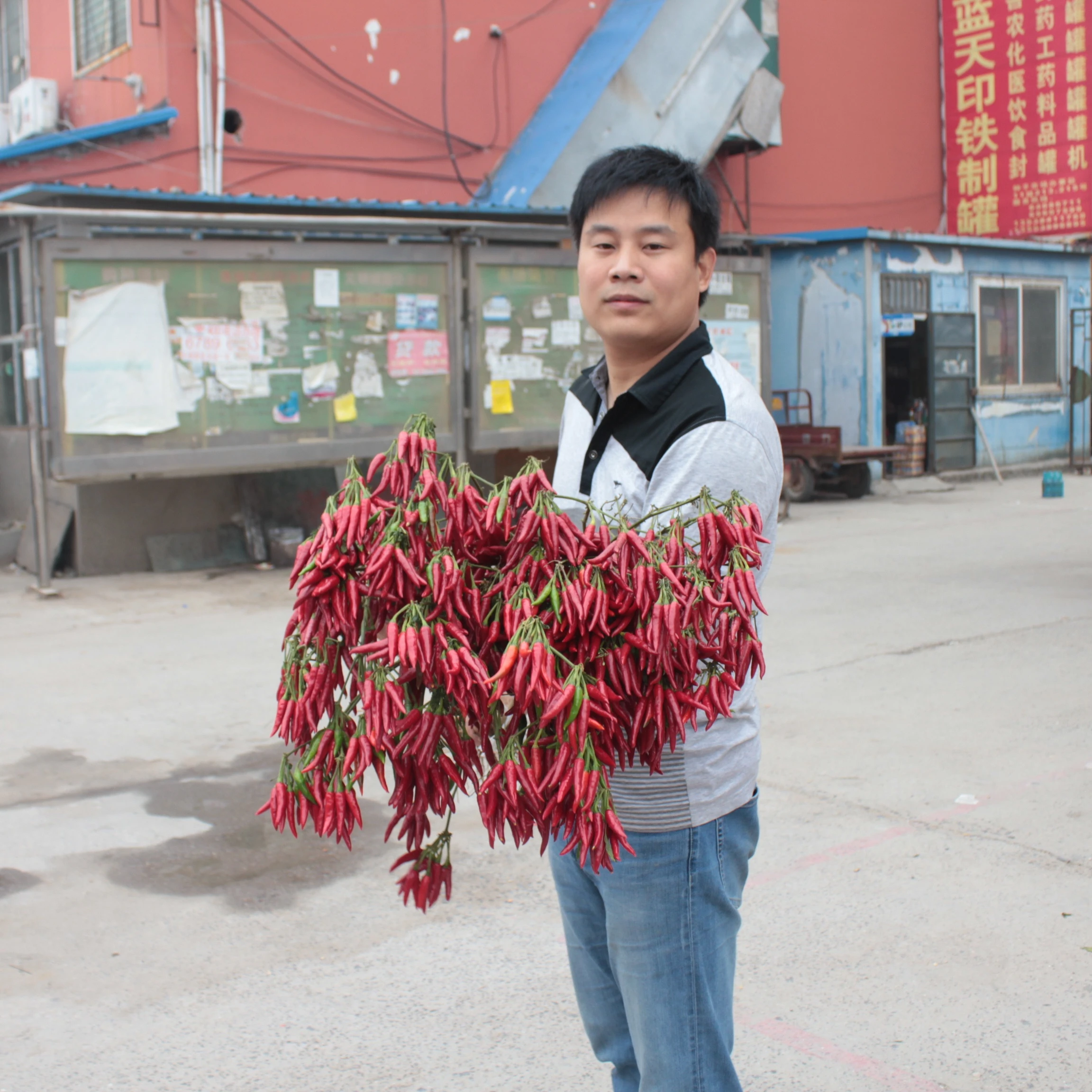 Hybrid Red Cluster Upright Pepper Seeds Chilli Seeds- Sky King Star No. 3
