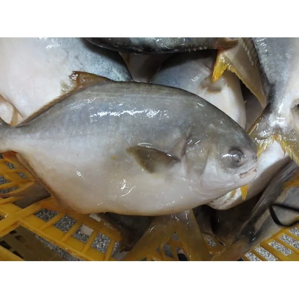 Frozen Farm Golden Pomfret /Golden Fish
