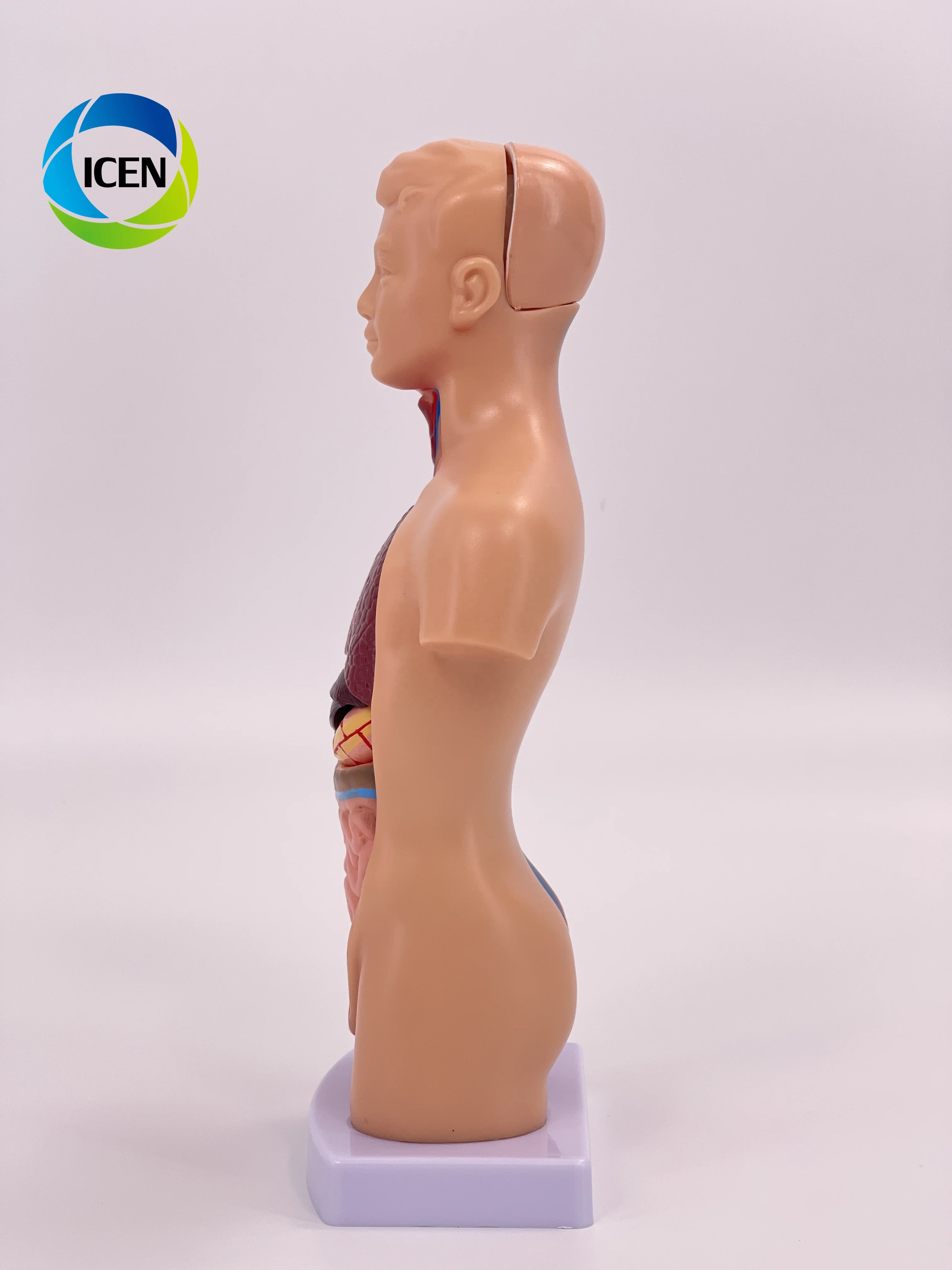 IN-M5 Medical School Nursing Educational Supplier Human Torso Body Anatomy Model With 7 Removable Parts