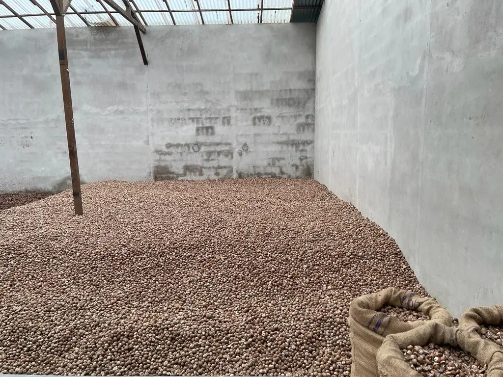 Premium Grade Of Betel Nut Supply Best Selling 100 % Natural Brown Color Dried Betel Nut Hot Sale With High Quality