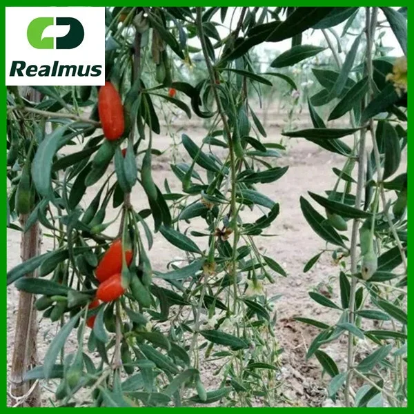 OEM benefits Immune & Anti-Fatigue organic goji berry powder Chinese supplier Chinese supplier