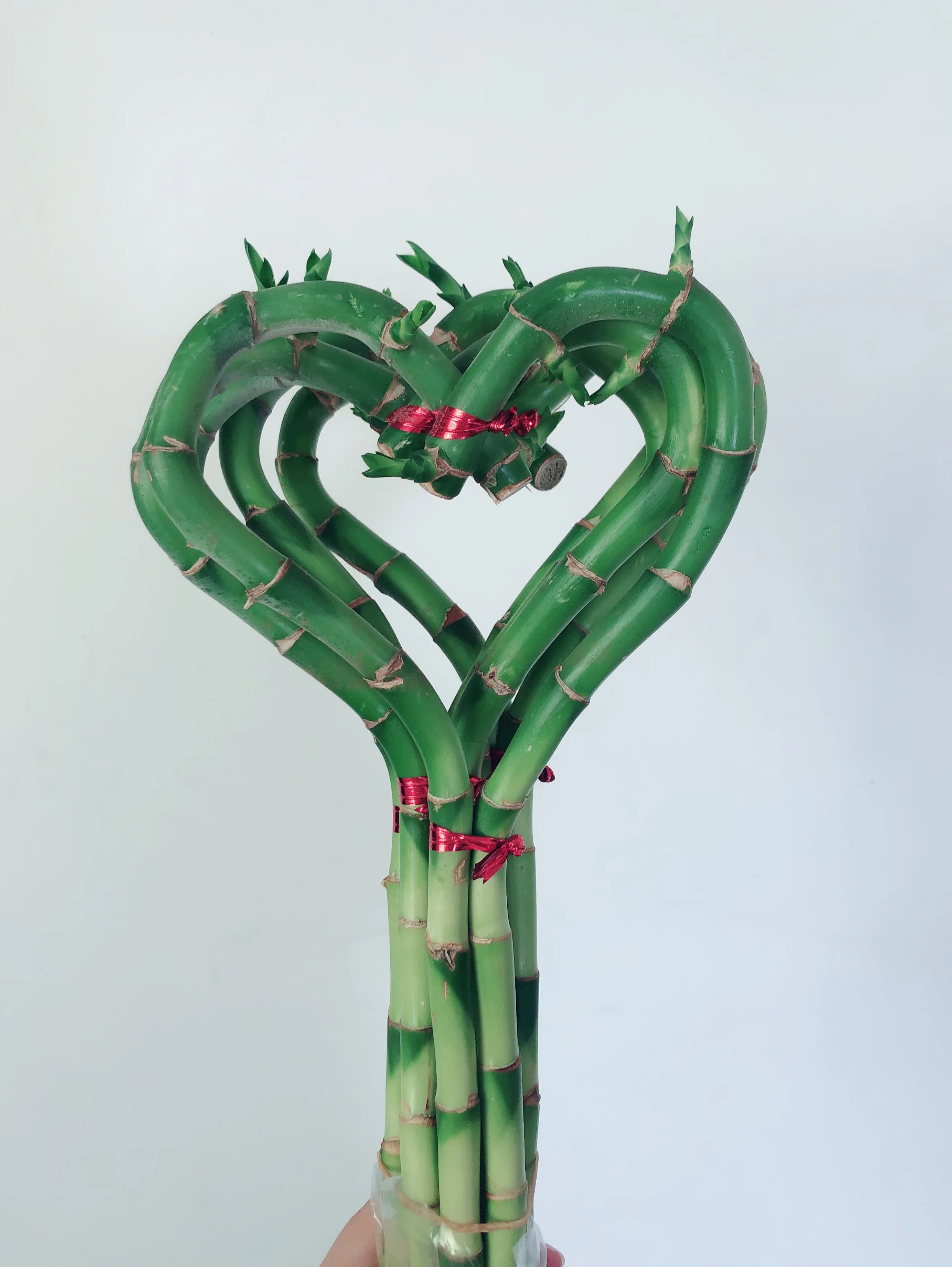 
heart shape lucky bamboo dracaena sanderiana air bonsai tree indoor ornamental aquatic plants nursery garden decoration 