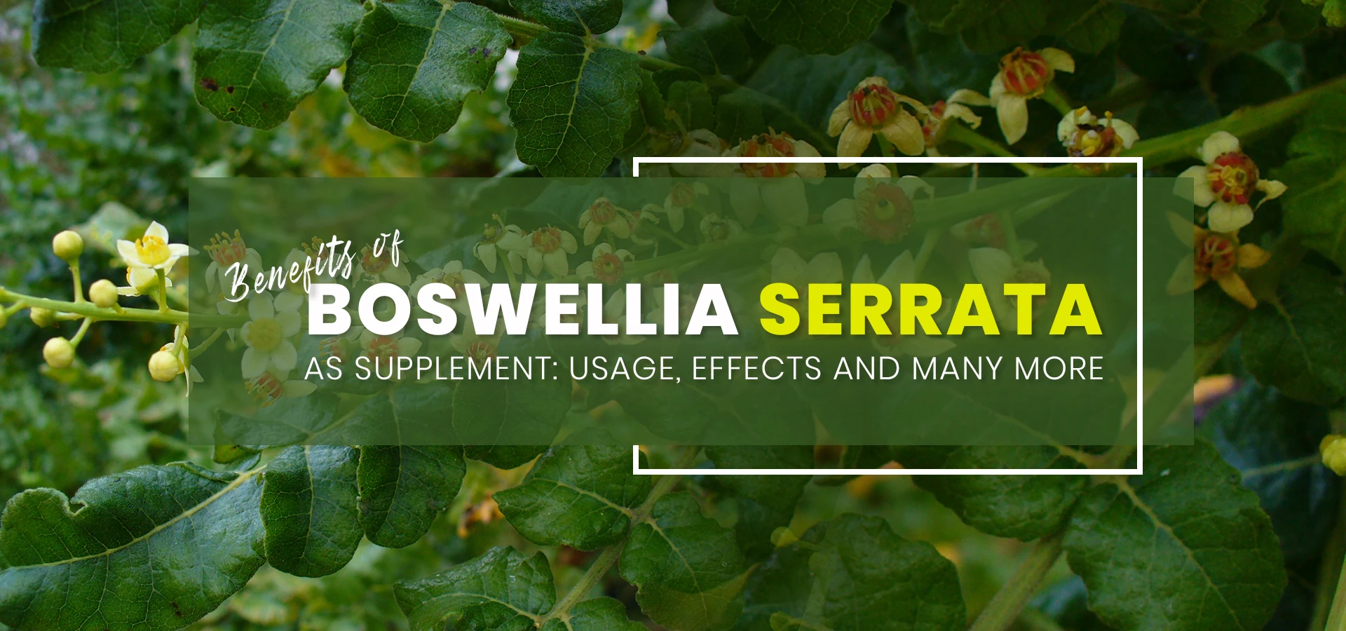 Boswellia (3).jpg