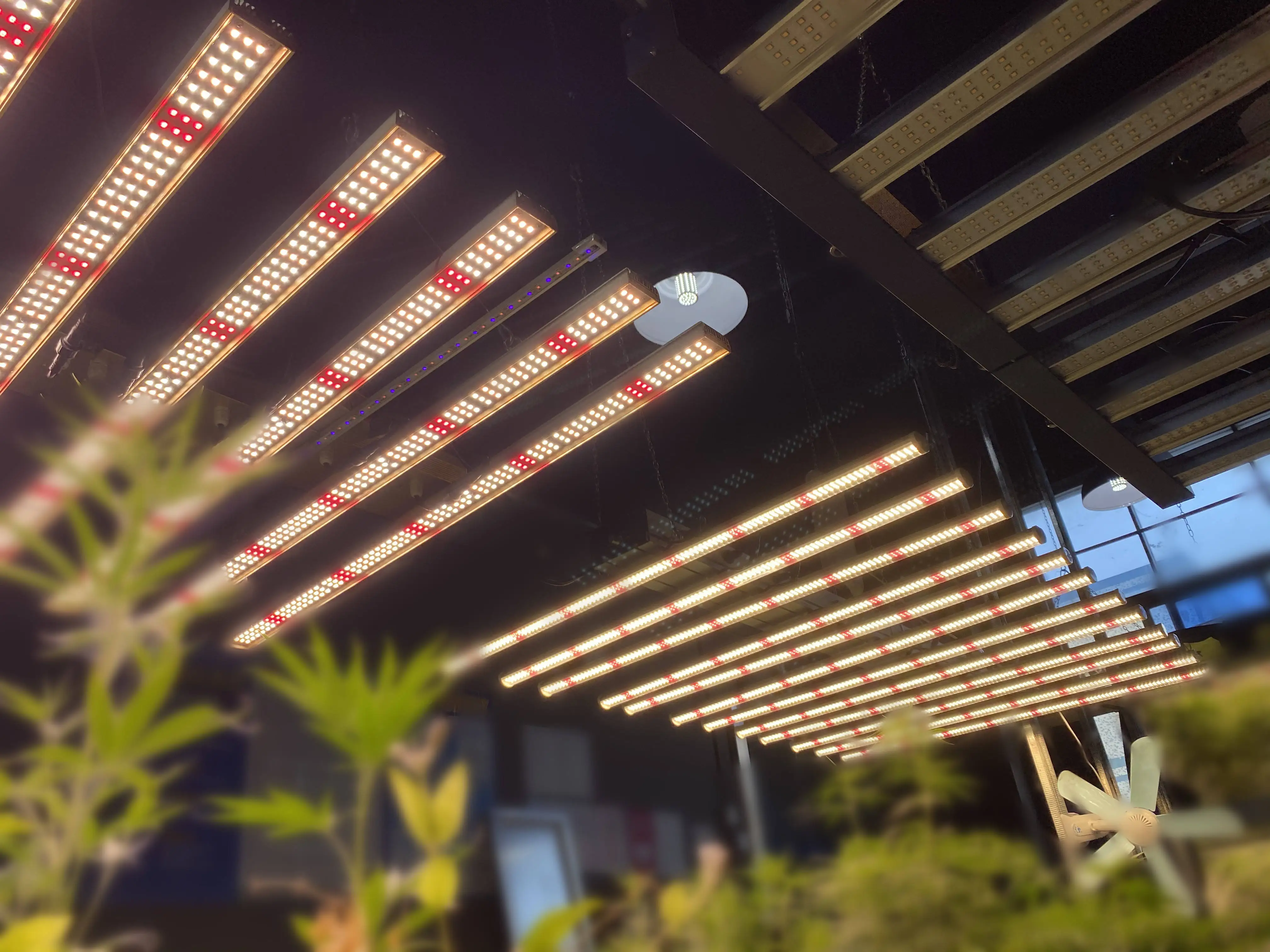 Chinese Factory Suppliers 12 Long Strip Plant Lamp 350W 500W 650W 720W 1000W Growth Led Grow Light