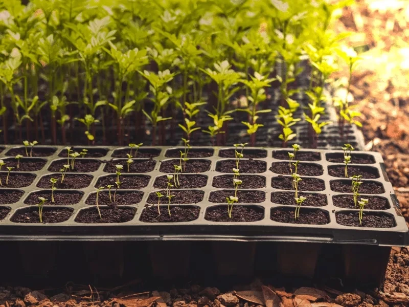 200 Cells Plug Plastic Seed Trays Mango Plant Propagation Seedling Trays Plastic Nursery