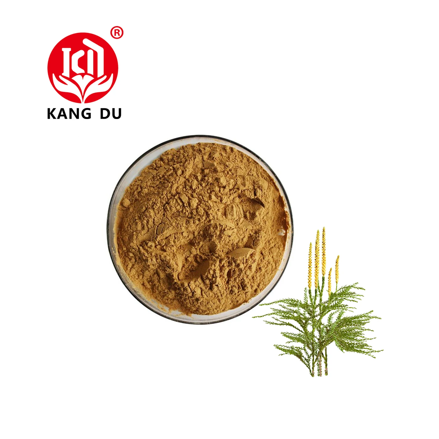 Натуральный растительный экстракт, травяной экстракт, порошок экстракта ликопиума ключицы