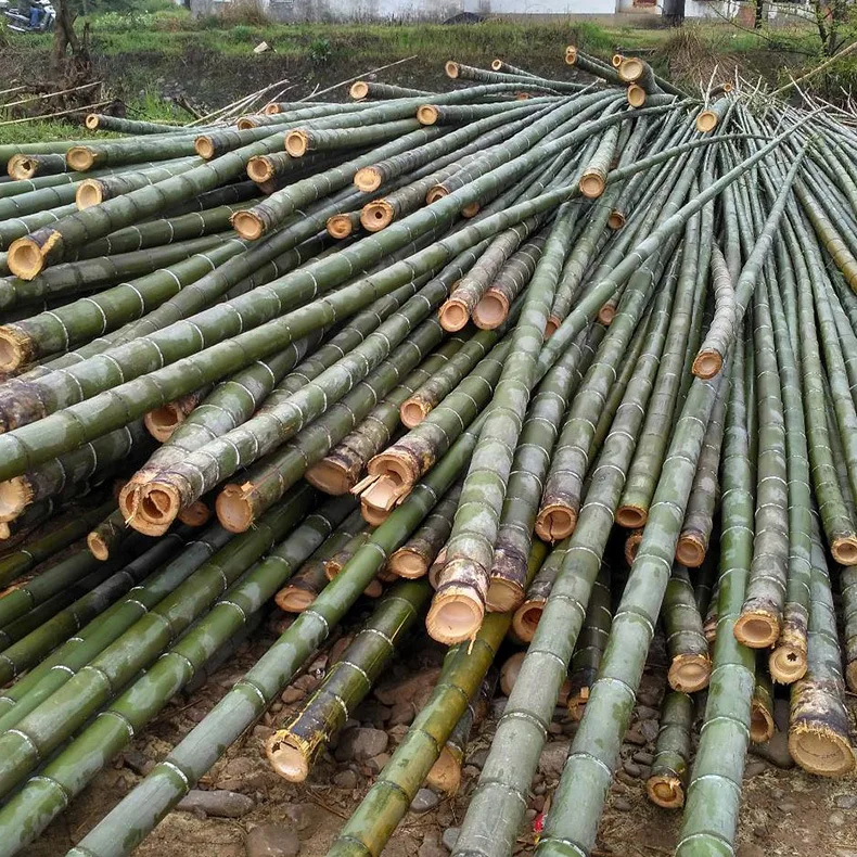 Decorative Building Large Dry Moso Natural Black Bamboo Cane