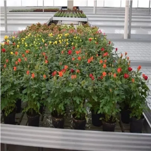 Vertical Hydroponic Ebb and Flood Tables Commercial Seedling Rolling Bench Used in Greenhouse