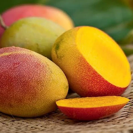 
High Quality Fresh Fruit Haden Mango 