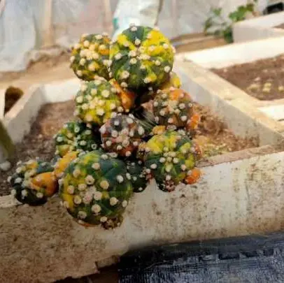 Woody  Plants Bonsai cactus plants  grafted  Astrophytum  tree mini Cactus plants