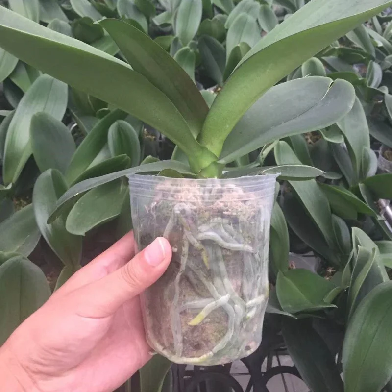 10PCS Transparency Nursery Pots Grow Planting Nutrition Cup Orchid Propagation Container Seedling Raising Bags Garden Supplies